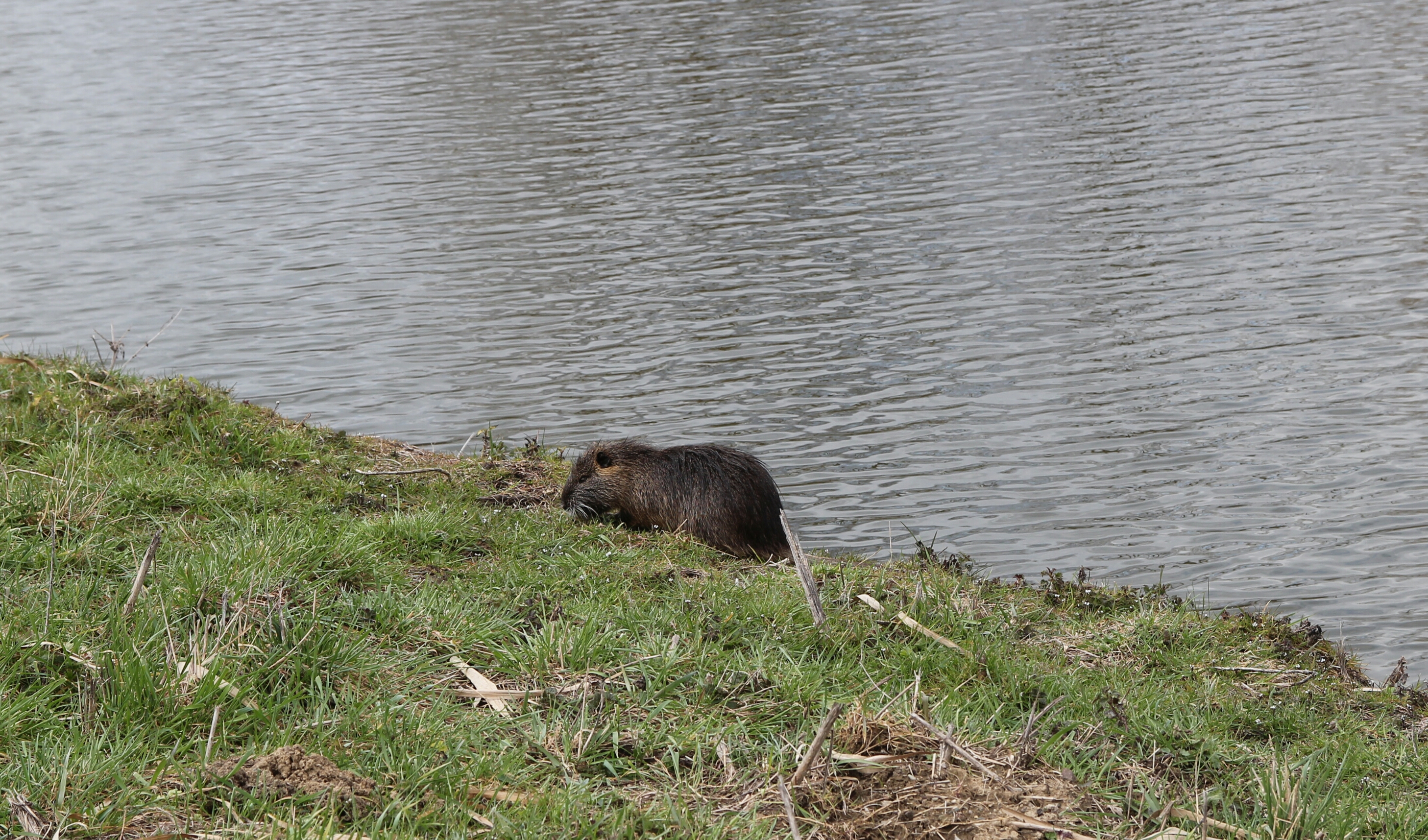 Beaver