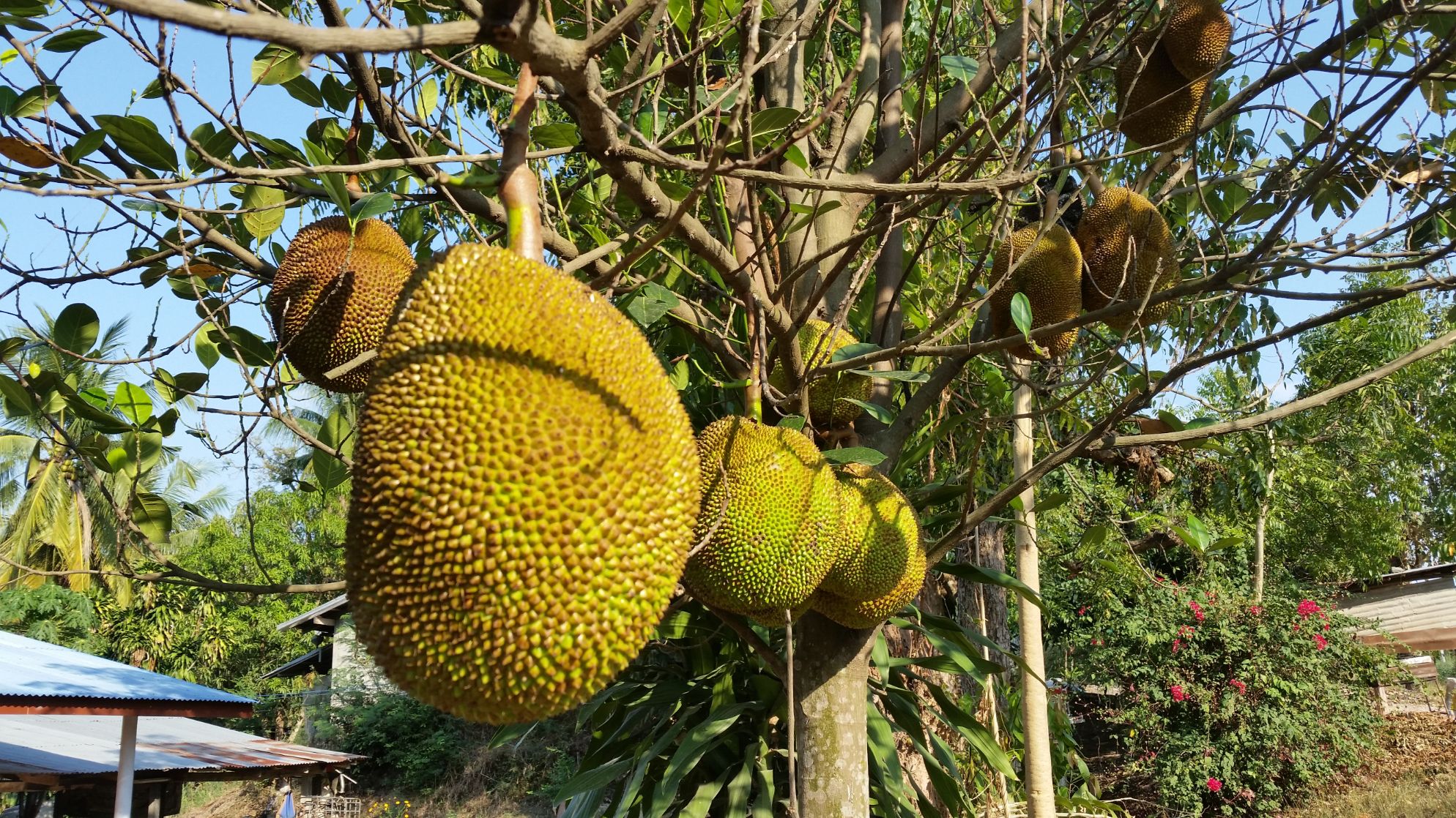 THaJackfruit