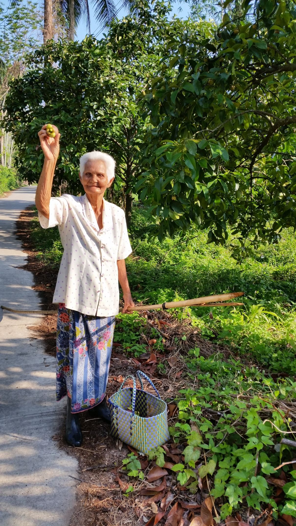 THcMangosteenHarvest